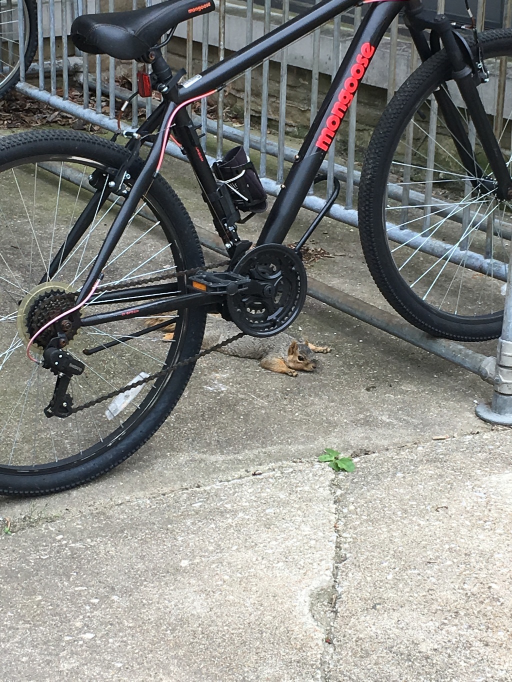 リスやシカは大学内に沢山います。この日はとても暑かったのでリスも夏バテのようです。