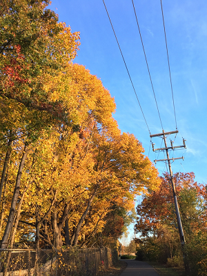 セーラムの紅葉