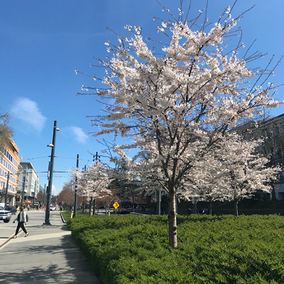 　　　　　大学で咲いていた桜