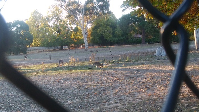 大学の敷地内にいるカンガルー