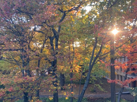 寮の窓から見える紅葉(寮の中庭)