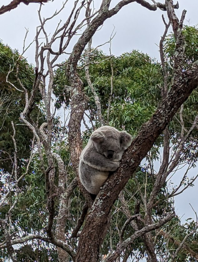 Taronga Zoo Sydney