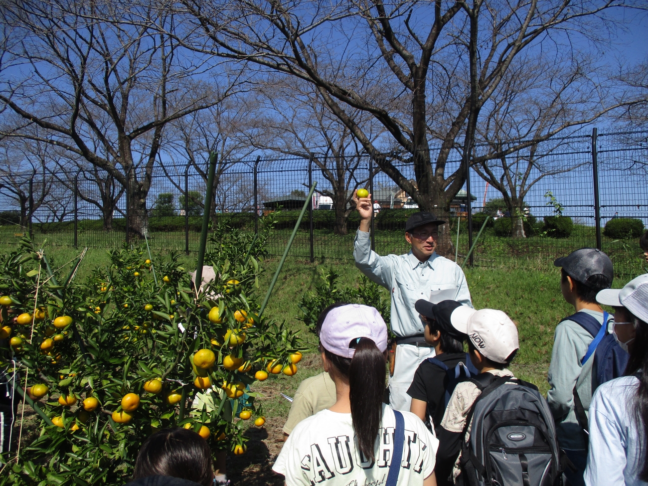 東松山市農林公園でみかんの勉強