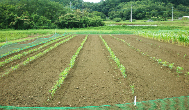 7月23日の大豆畑