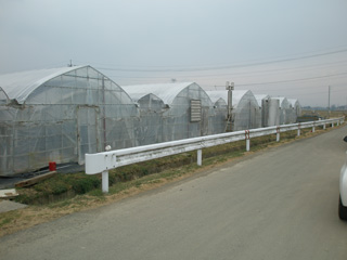 横田農園のいちごハウス