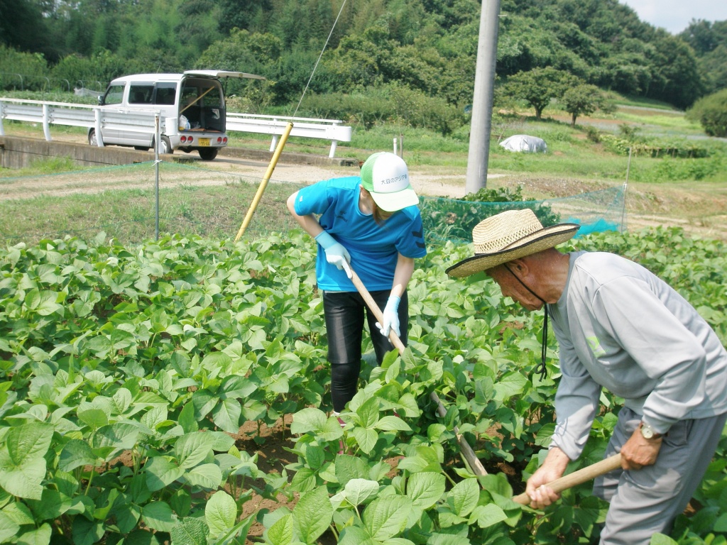 三角ホーで草退治