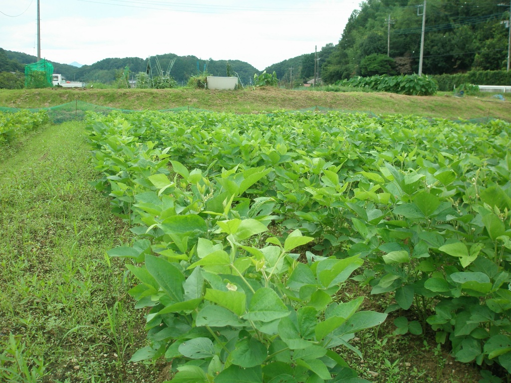 青山在来（1）