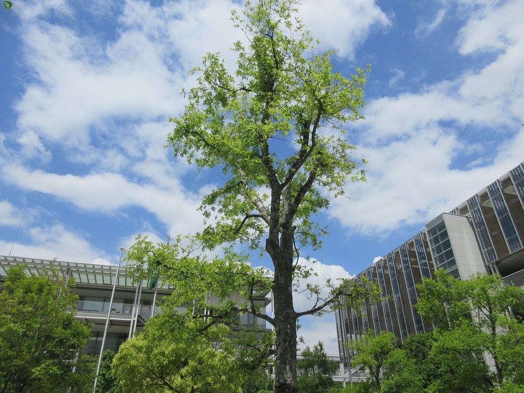 クリックすると拡大表示されます。