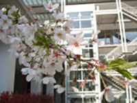 大学構内の桜